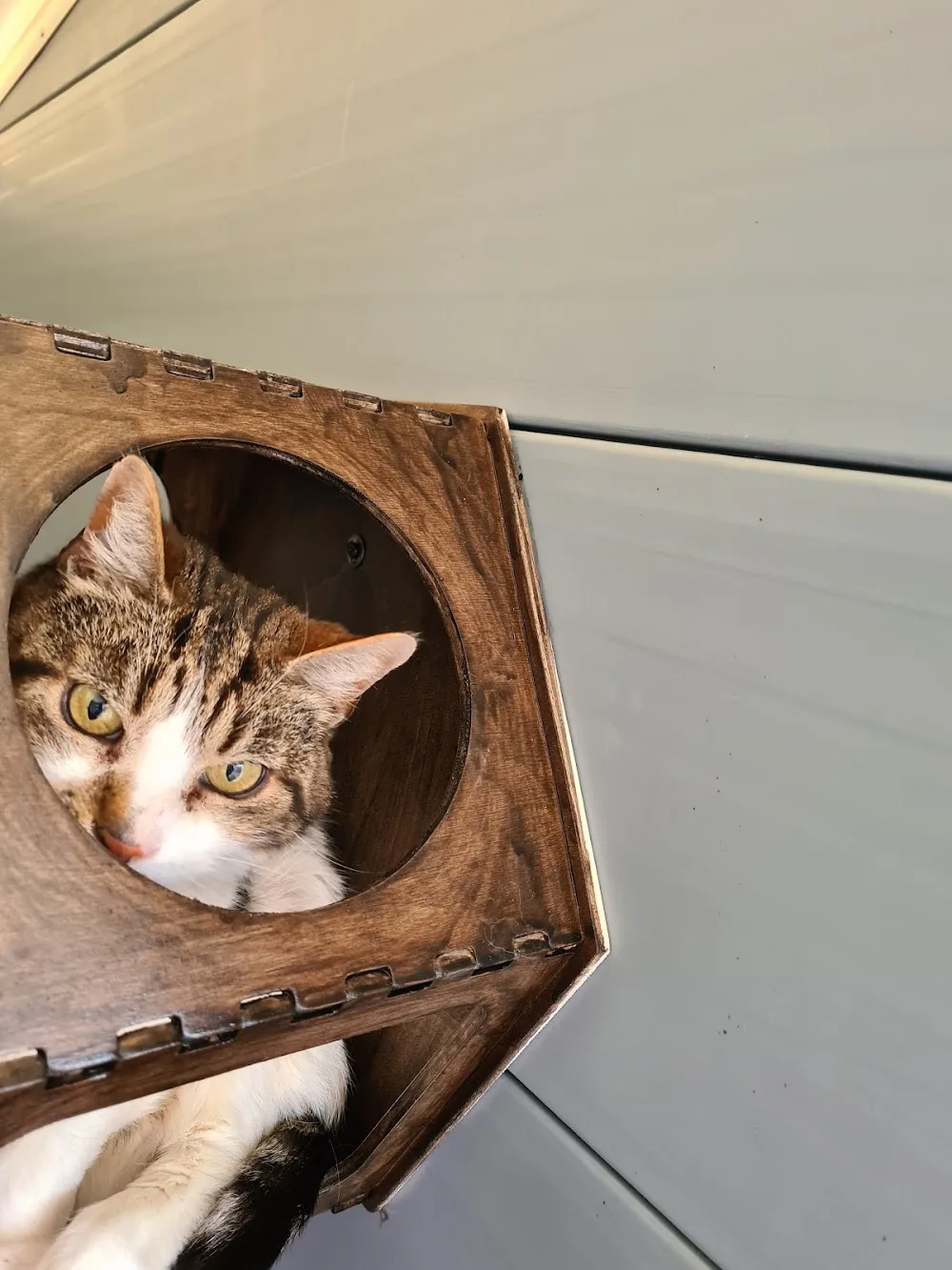 Browtop Cattery - Cumbria pet otel görseli 3