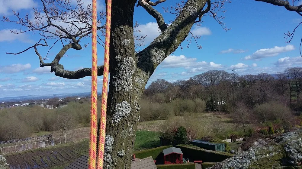 Cedar Tree Cattery - Cumbria pet otel görseli 3