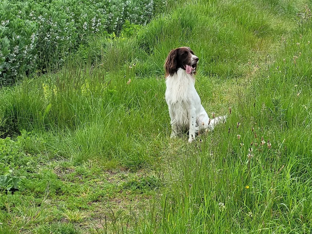 Hesket Kennels and Cattery - Cumbria pet otel