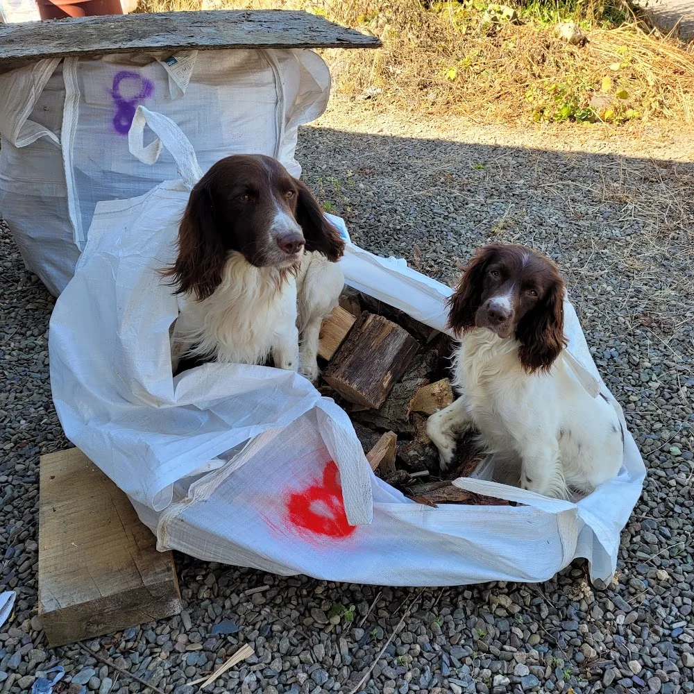 Hesket Kennels and Cattery - Cumbria pet otel görseli 5
