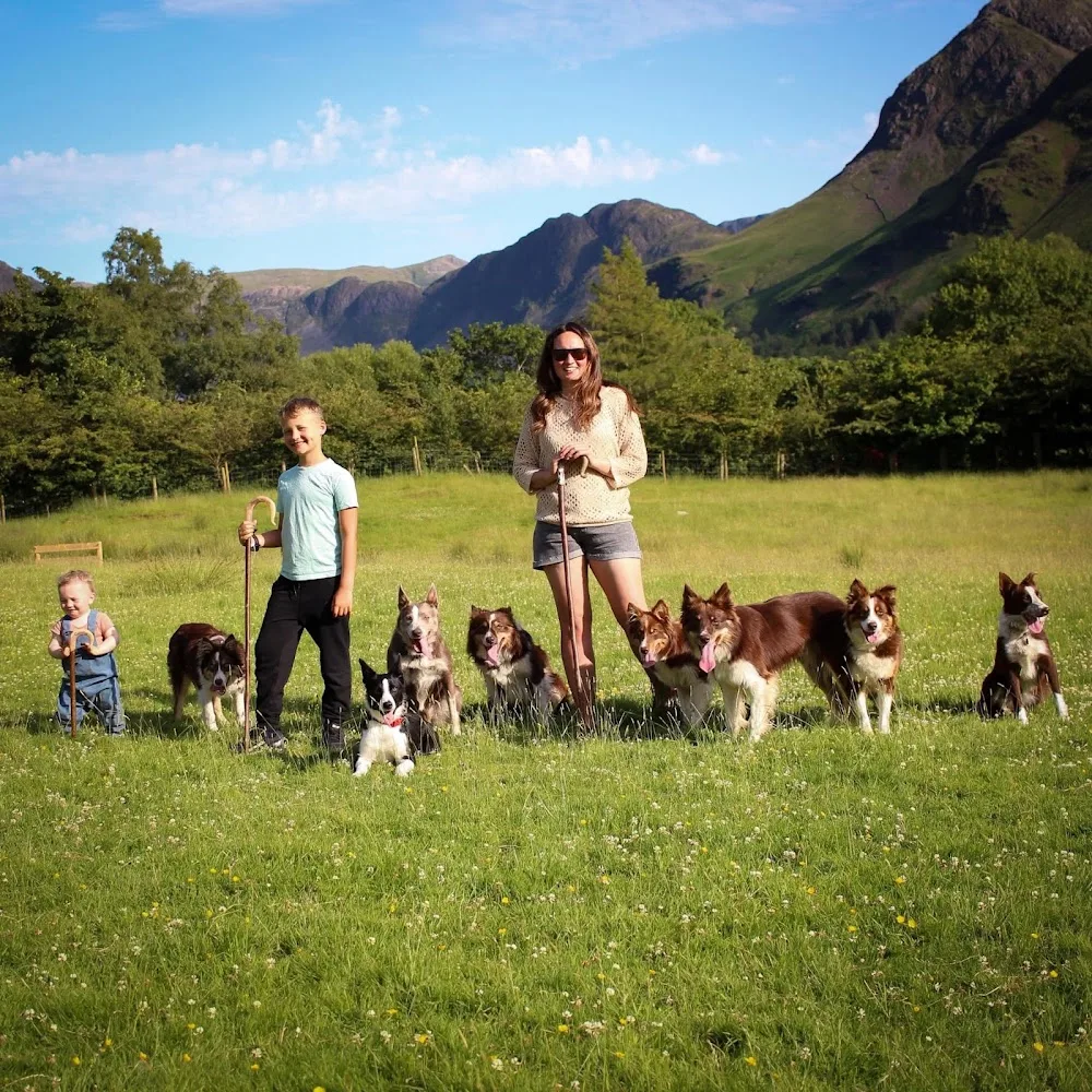 High Stile Boarding Kennel - Cumbria pet otel
