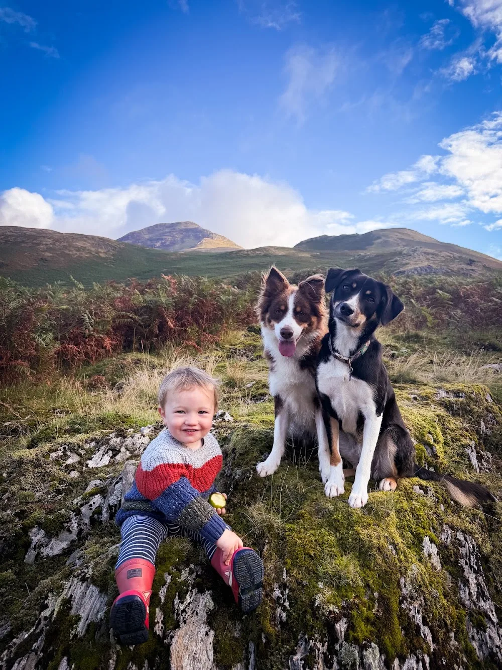 High Stile Boarding Kennel - Cumbria pet otel görseli 3