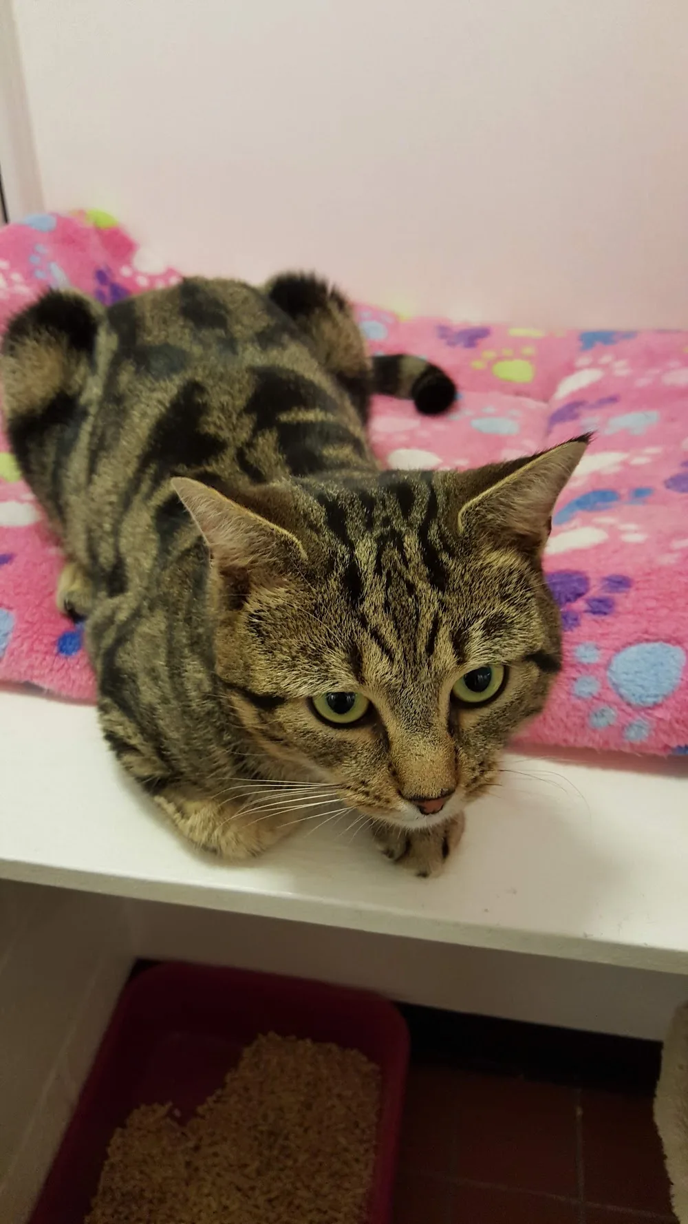 Pawfection Luxury Cattery - Cumbria pet otel
