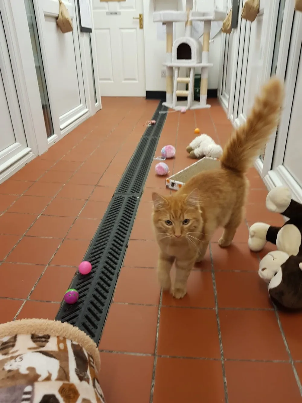 Pawfection Luxury Cattery - Cumbria pet otel görseli 3