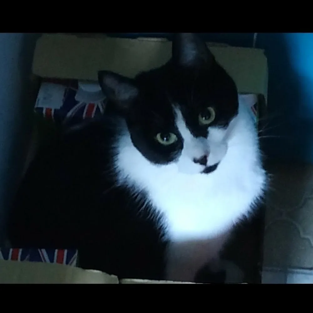 Pawfection Luxury Cattery - Cumbria pet otel görseli 4