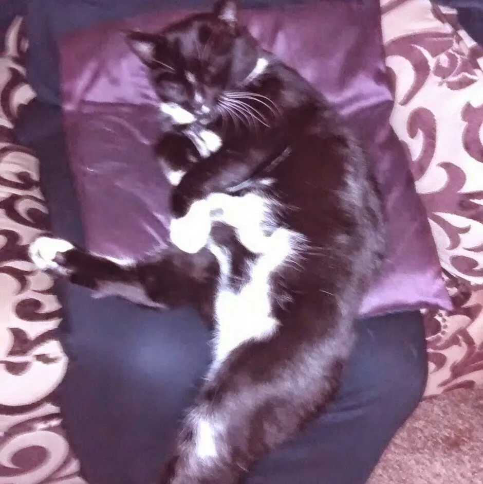 Snuggles Cattery - Quality, Affordable & Caring - Cumbria pet otel görseli 4