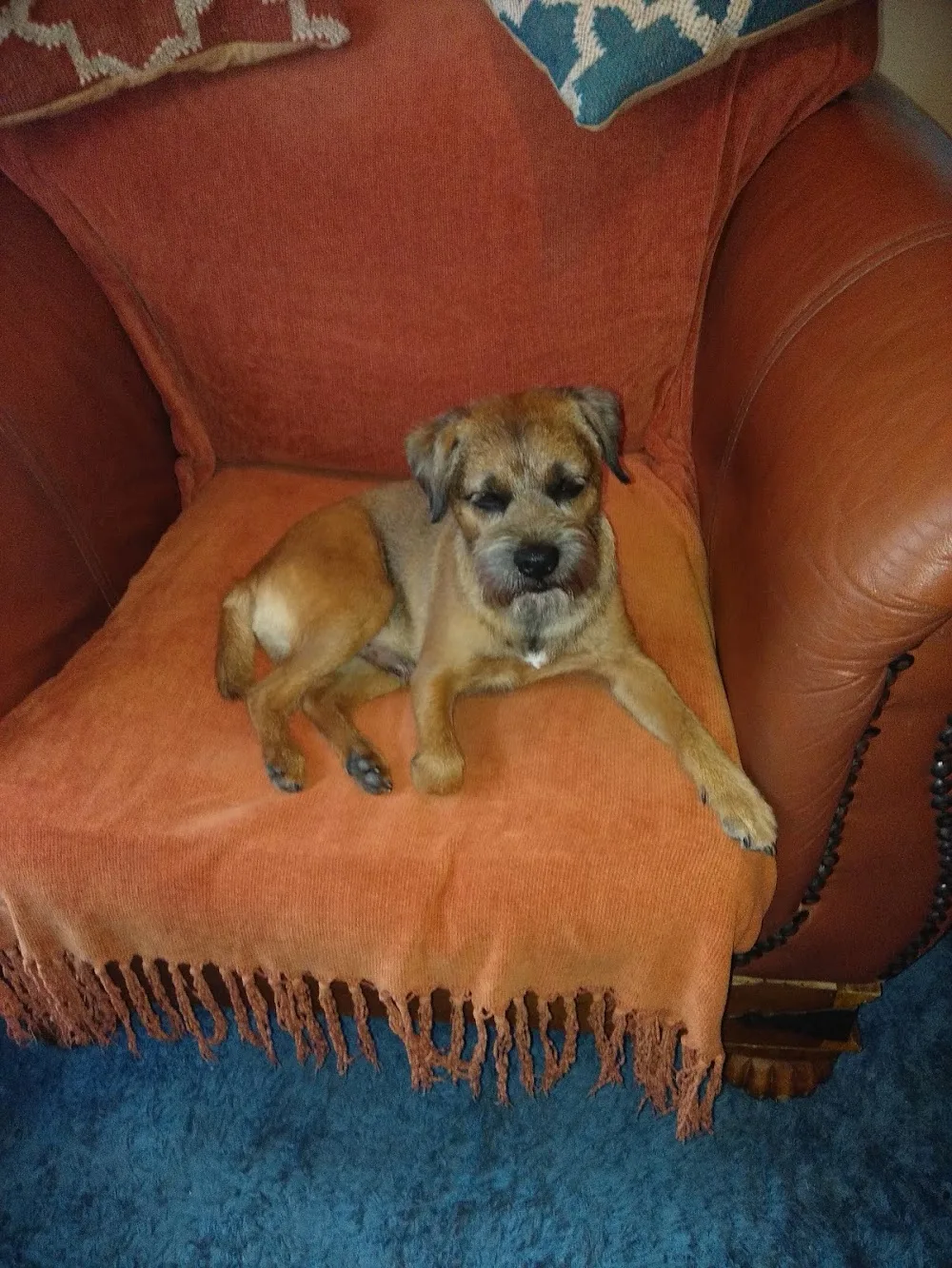Sulby Tate Kennels & Cattery - Cumbria pet otel
