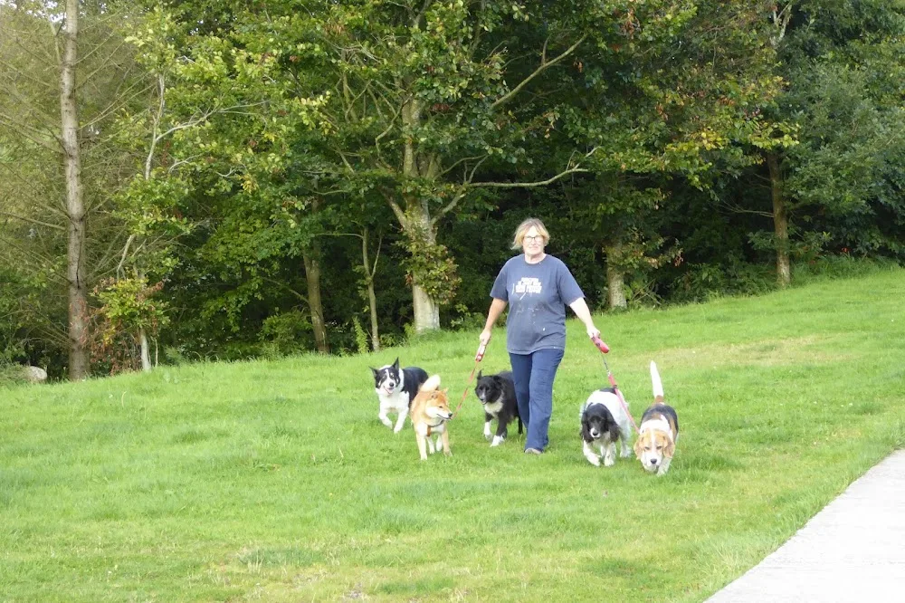 The Whitehouse Boarding Kennels & Cattery - Cumbria pet otel görseli 3