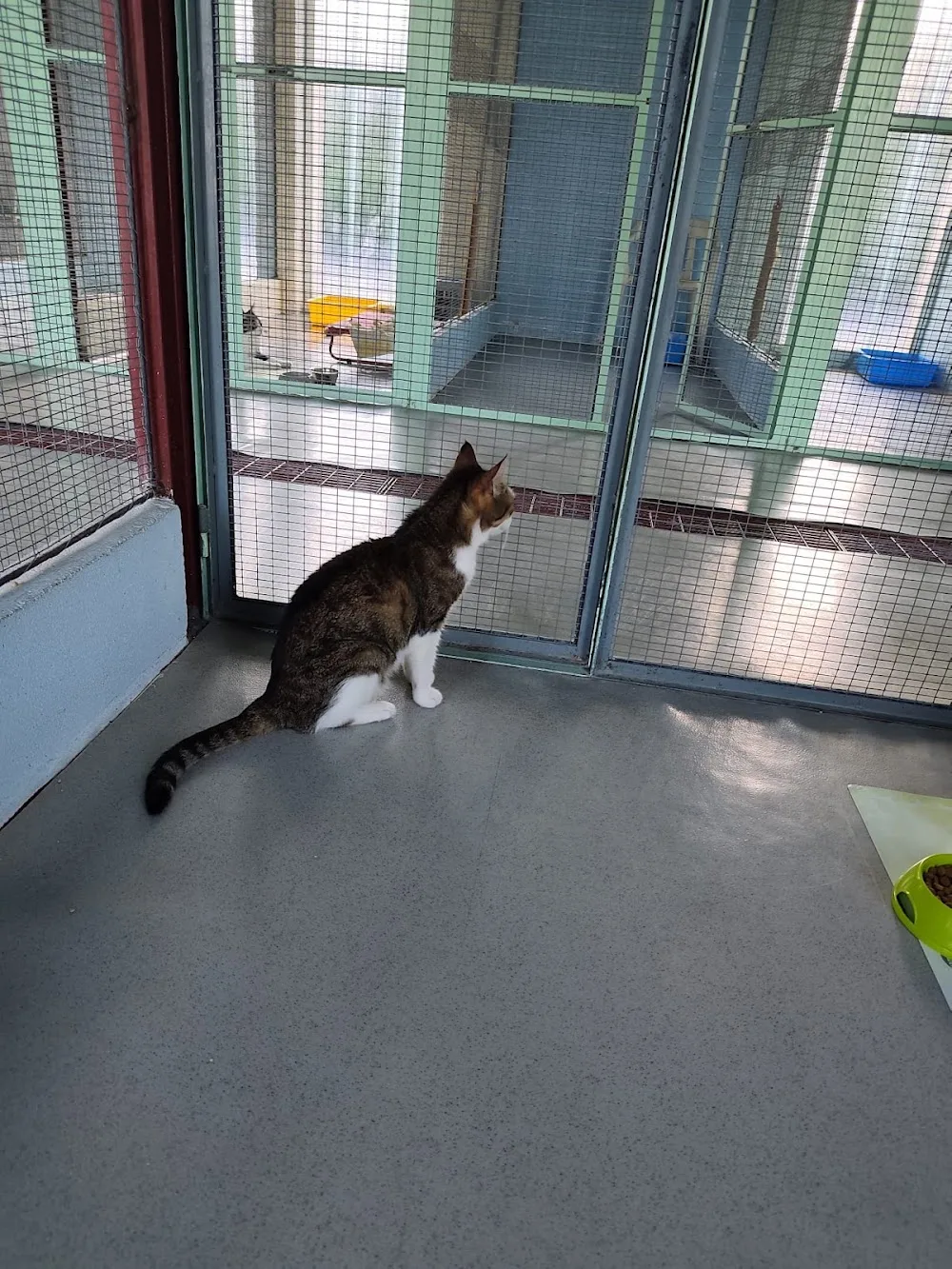 Residence Amico Gatto Pensione per Gatti provncia di Cuneo - Cuneo pet otel