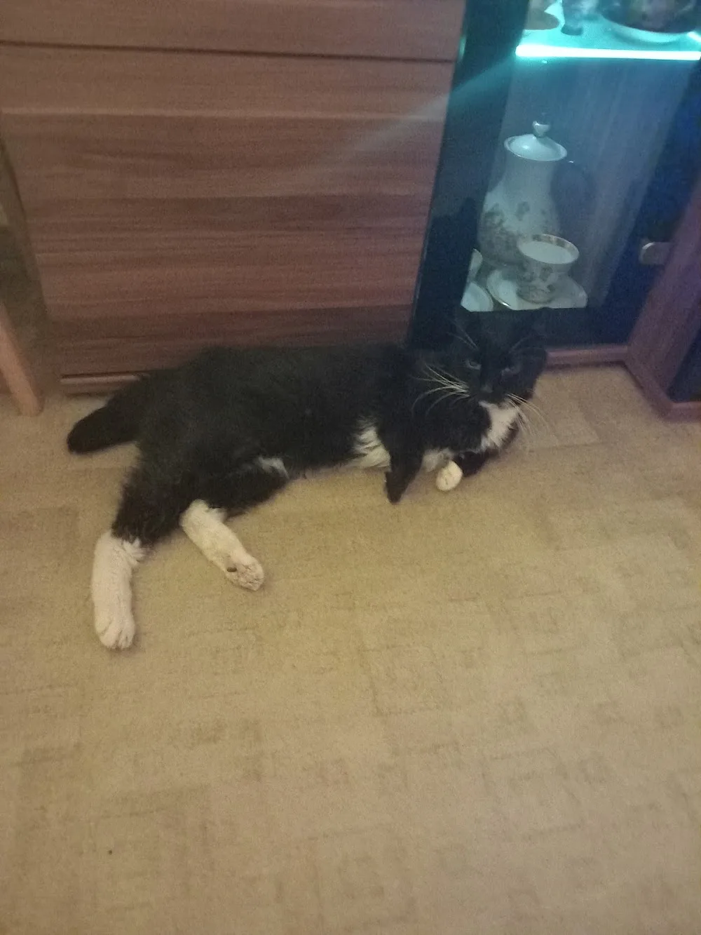 Azyl pro opuštěné kočky LUCKY - Czech Republic pet otel