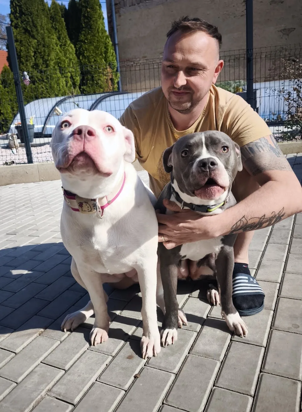 Battle Bullyz Am Bully kennel a psí hotel - Czech Republic pet otel