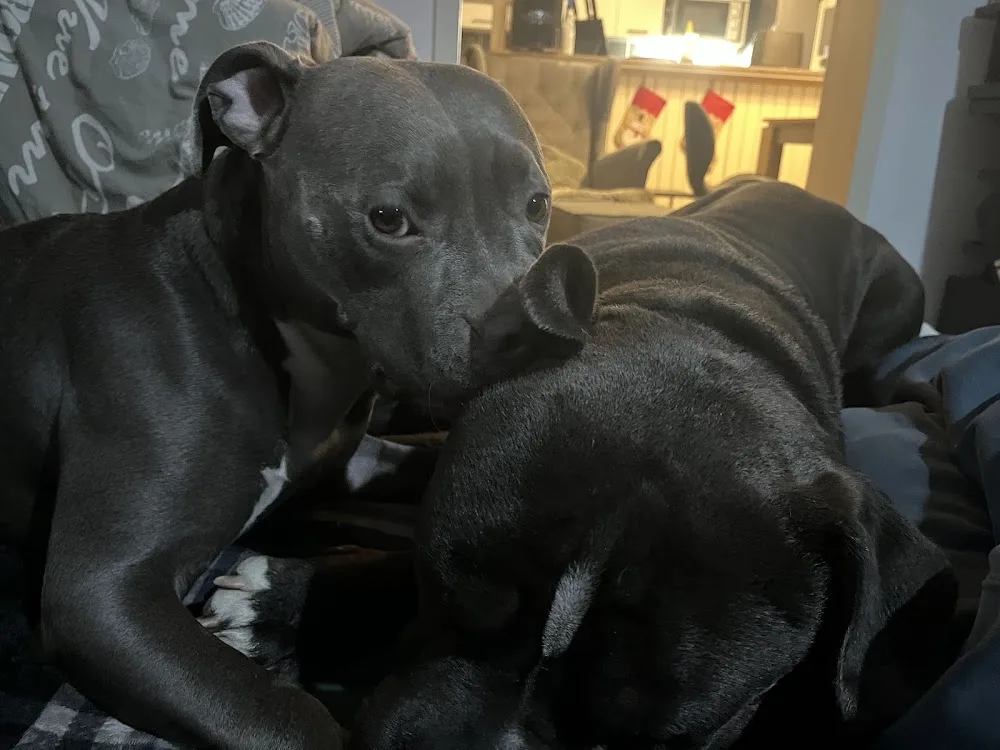 Battle Bullyz Am Bully kennel a psí hotel - Czech Republic pet otel görseli 3