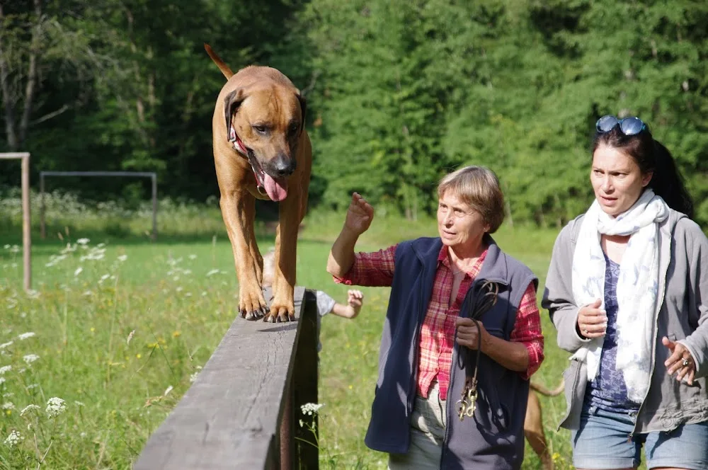 Dog Care - Czech Republic pet otel görseli 3