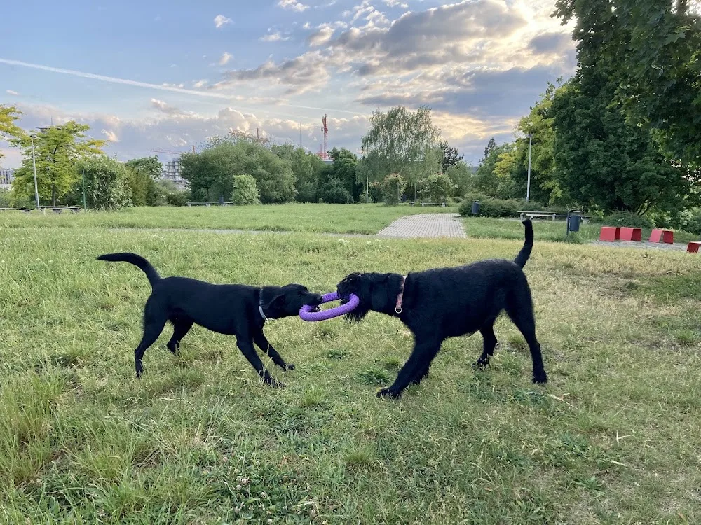 Dogdaycare - Psí školka - Czech Republic pet otel