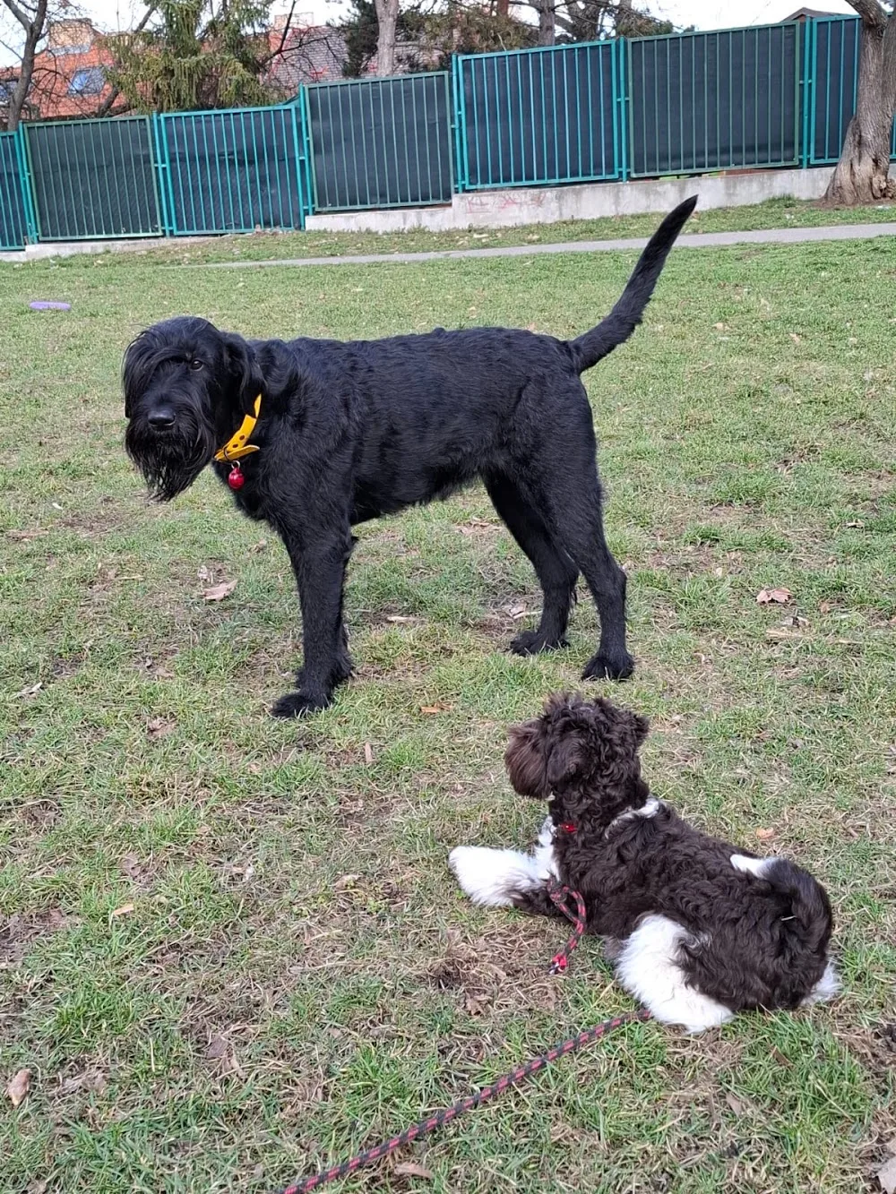 Dogdaycare - Psí školka - Czech Republic pet otel görseli 3