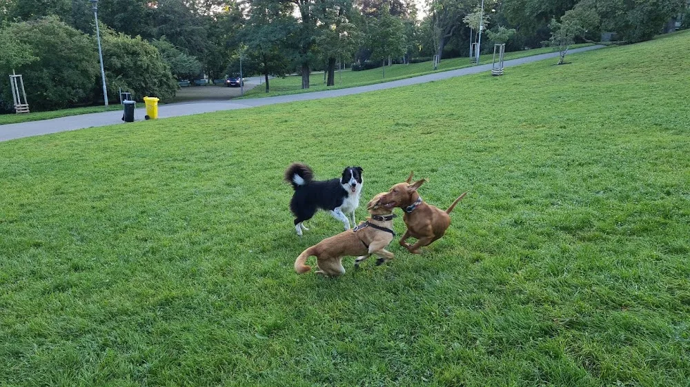 DOGSITTING.CZ - Czech Republic pet otel