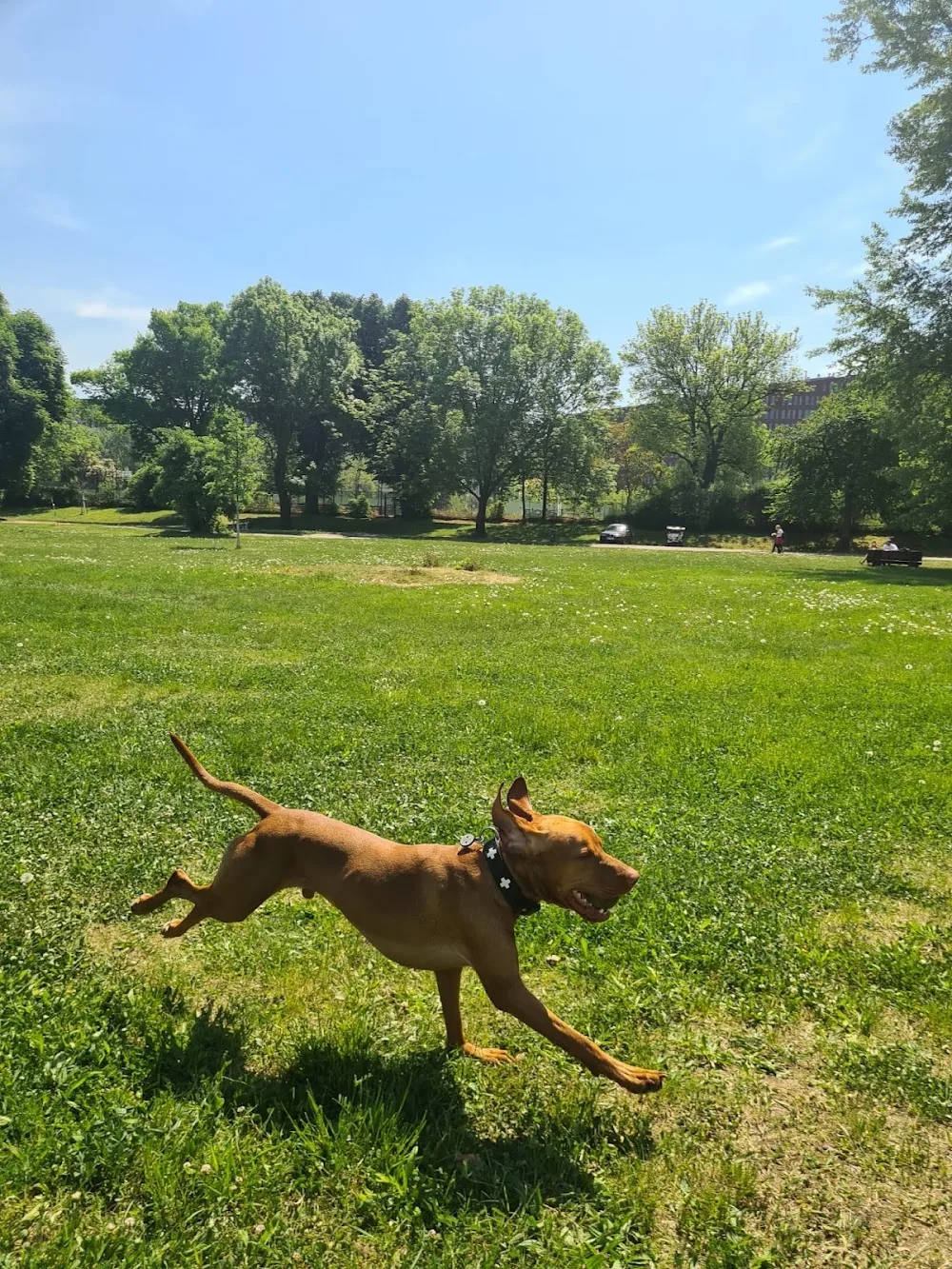 DOGSITTING.CZ - Czech Republic pet otel görseli 3