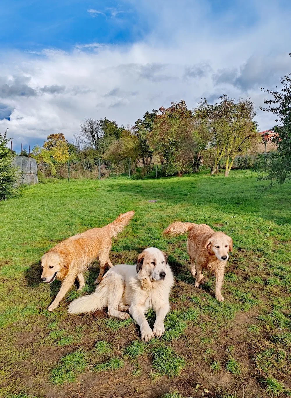 ForDogs z.s. - Czech Republic pet otel