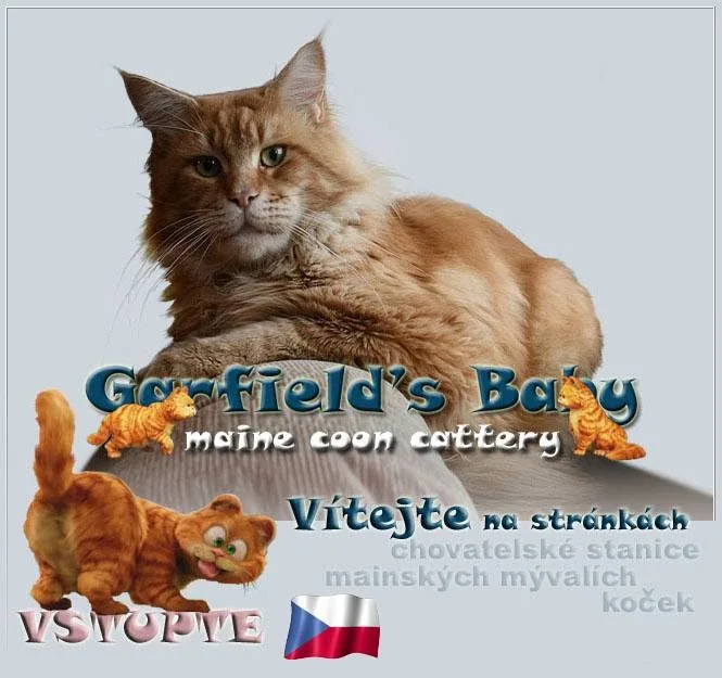 Garfields Baby - Maine Coon Cattery - Czech Republic pet otel görseli 3