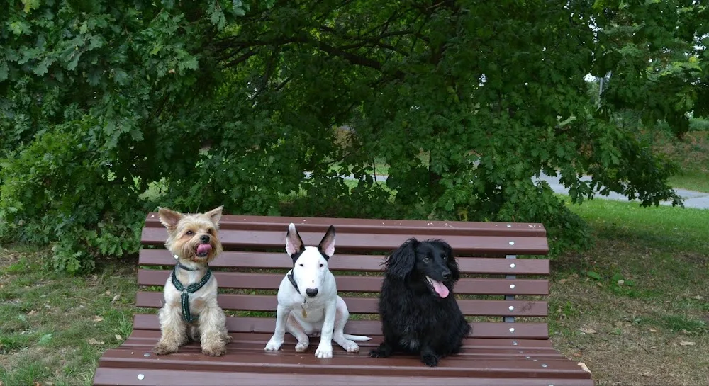 Hlídání koček, hlídání a venčení psů Praha Canis cattus - Czech Republic pet otel