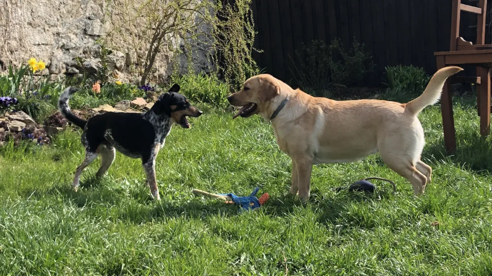 Hlídání koček, hlídání a venčení psů Praha Canis cattus - Czech Republic pet otel görseli 3