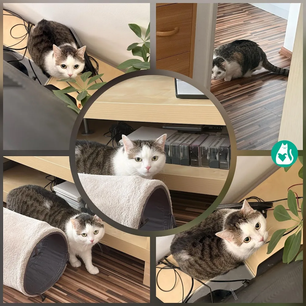 HolidayCat.cz - hlídání koček / e-shop pro kočky - Czech Republic pet otel görseli 3