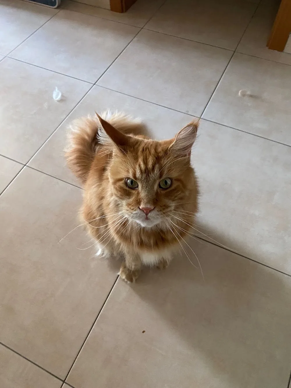 Lucky Cat – spolehlivé hlídání koček a psů s láskou - Czech Republic pet otel