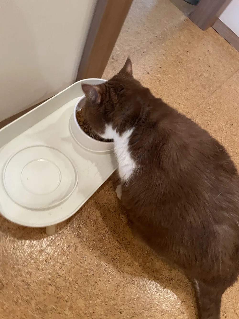 Lucky Cat – spolehlivé hlídání koček a psů s láskou - Czech Republic pet otel görseli 3