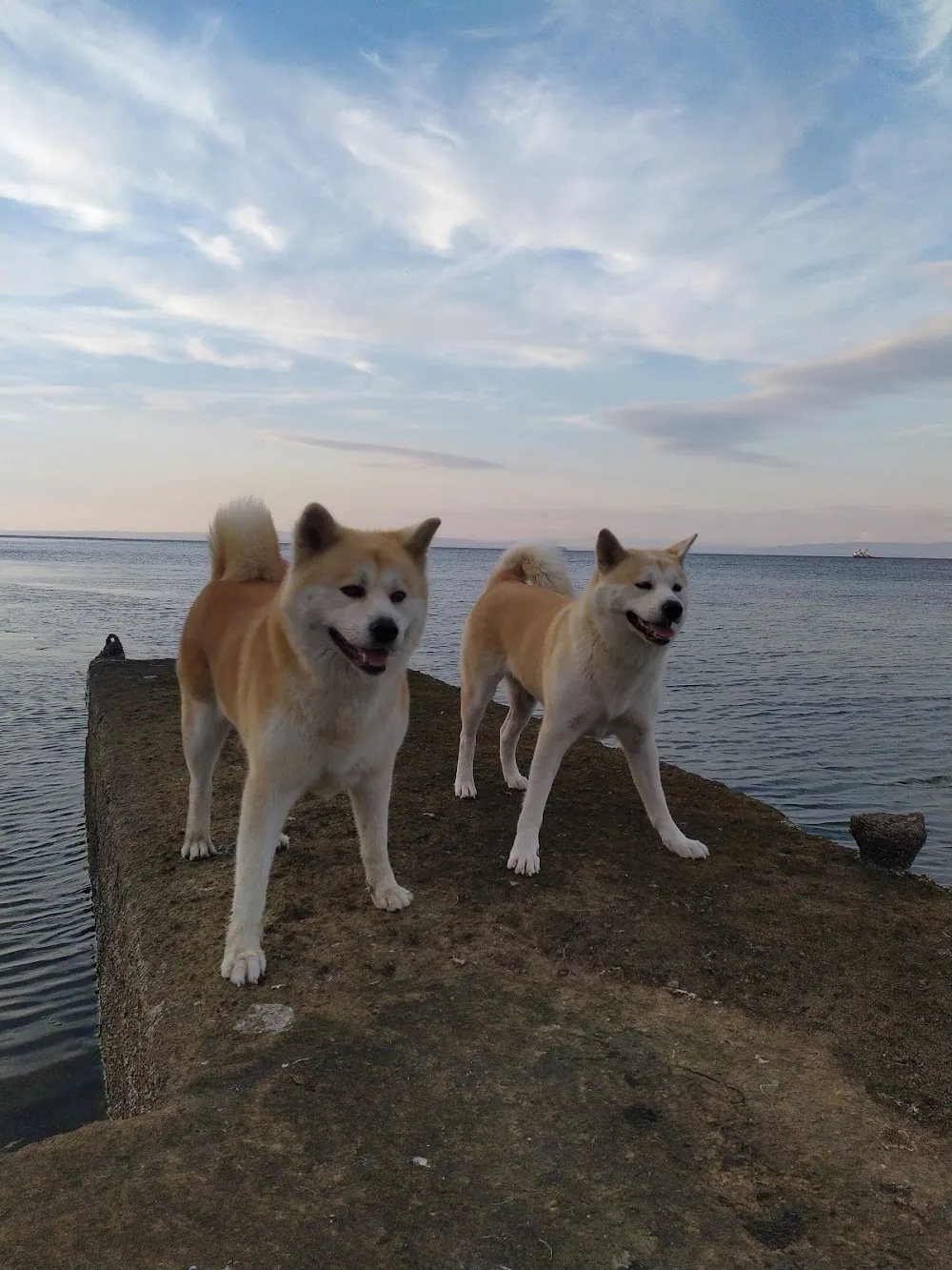 DADI PET RESORT PANSİYON Çanakkale Köpek Oteli - Çanakkale pet otel görseli 2