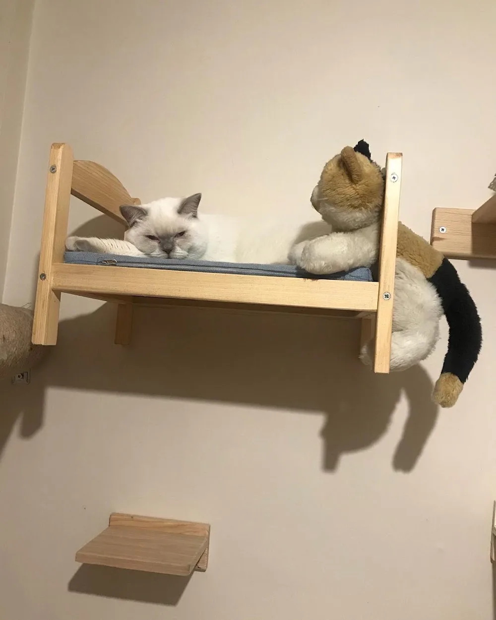 Daisy Kedi Oteli - Ankara pet otel görseli 2