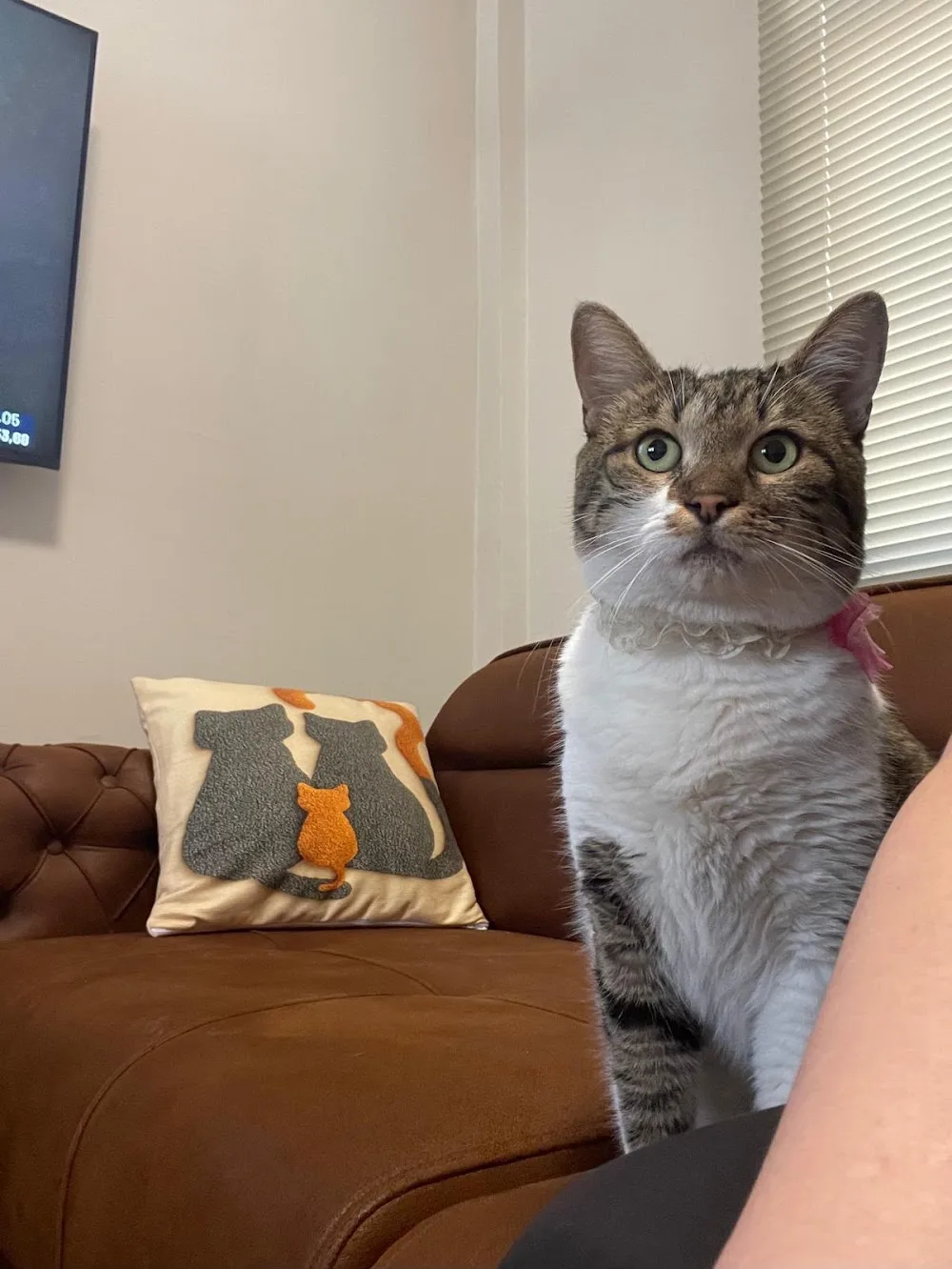 Daisy Kedi Oteli - Ankara pet otel görseli 3