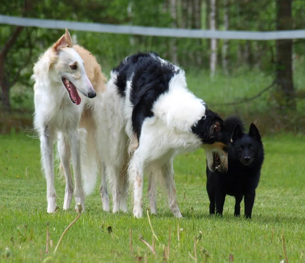 Dala Hundrastning & Hundhotell - Dalarna pet otel görseli 3