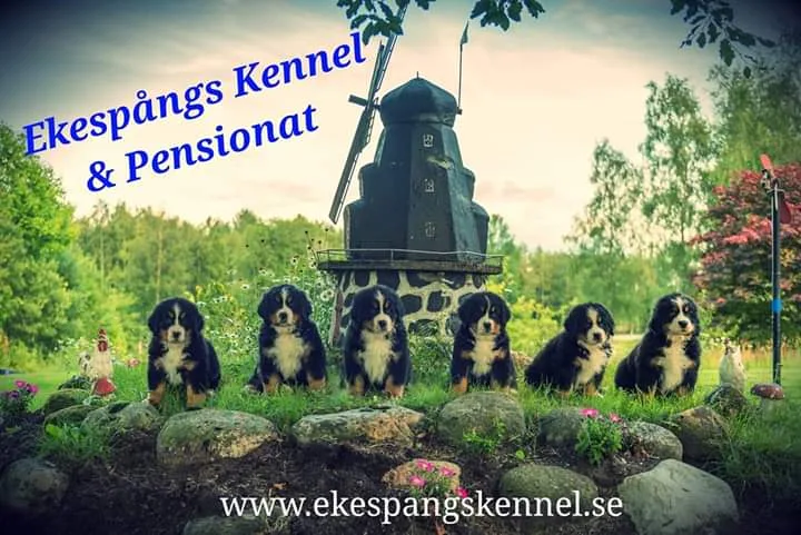 Ekespångs Kennel - Dalarna pet otel