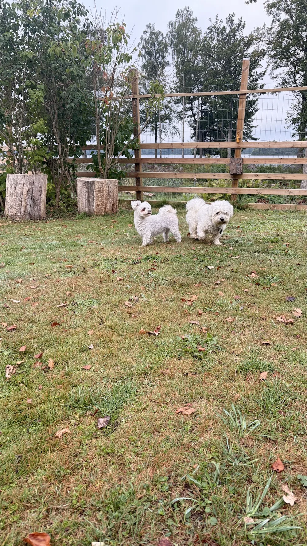 Farmen Pet Resort - Dalarna pet otel görseli 3