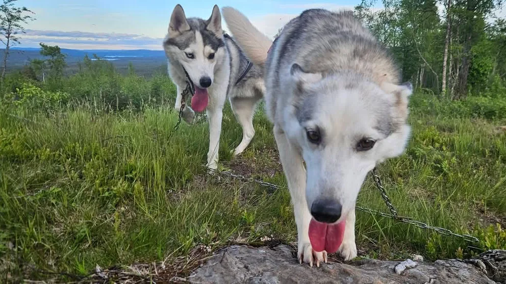 Måsek’s Huskyadventures, Hundspannsäventyr och kennel - Dalarna pet otel