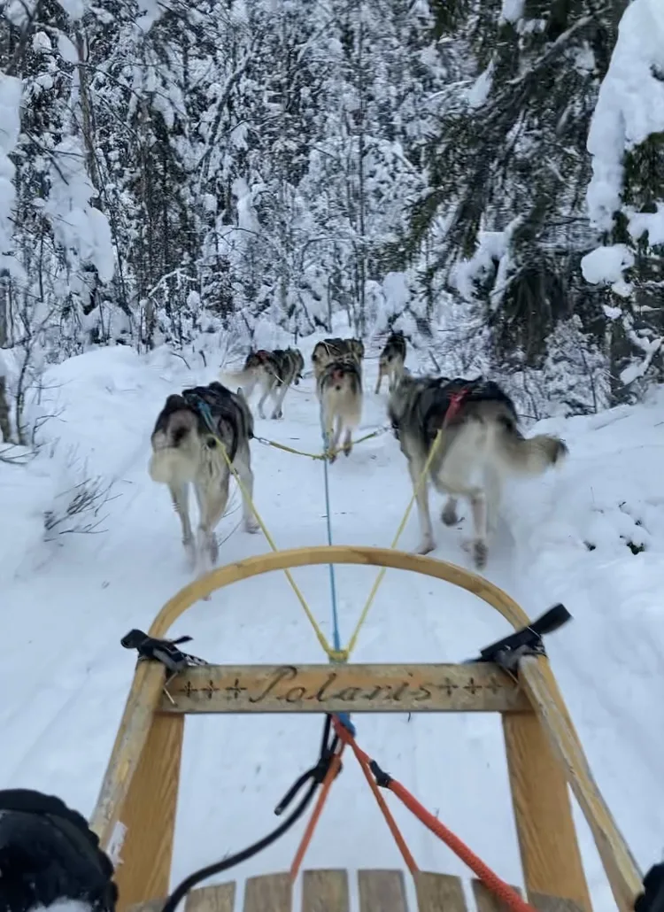 Måsek’s Huskyadventures, Hundspannsäventyr och kennel - Dalarna pet otel görseli 3