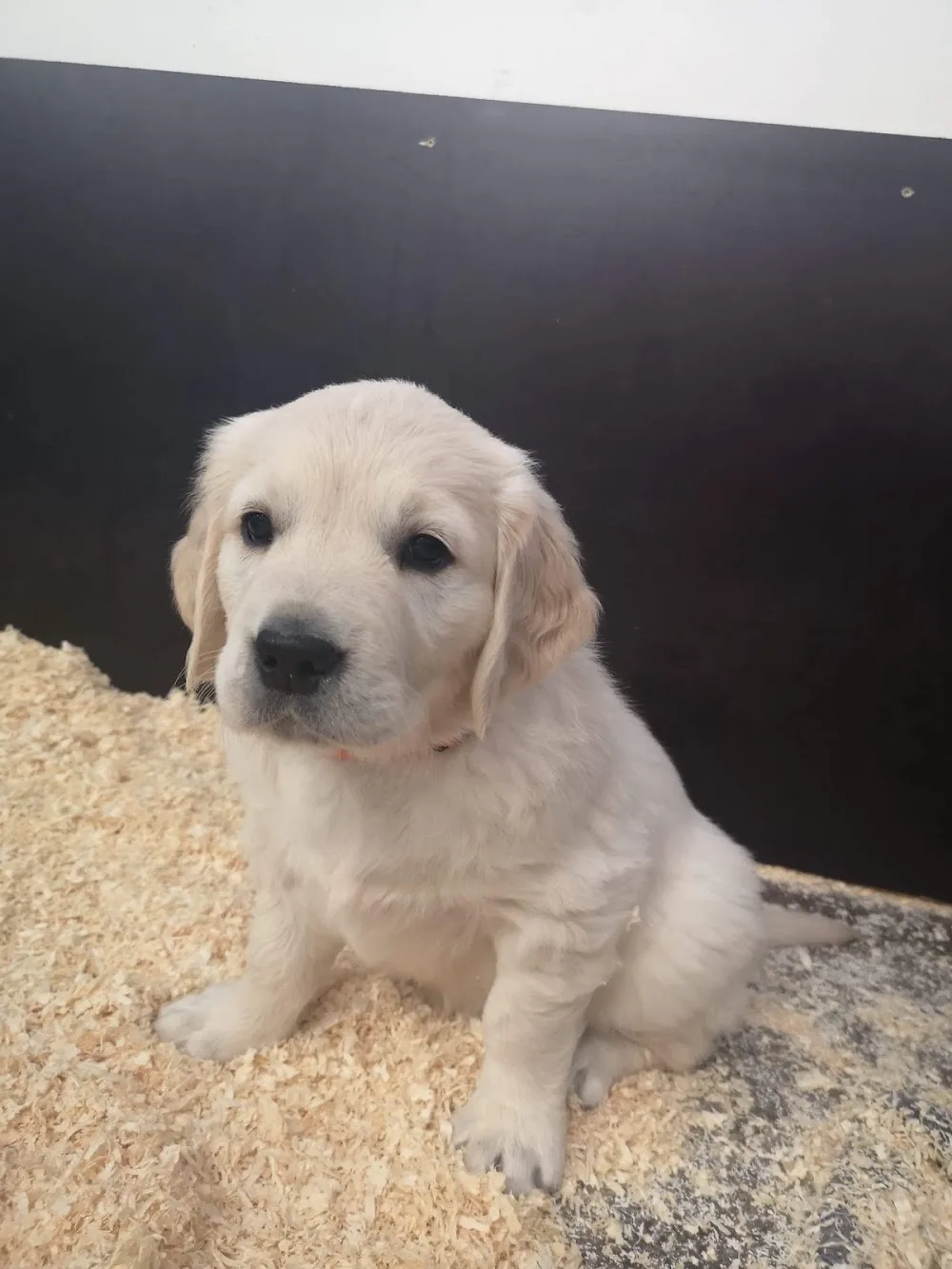 Örsjöhöjdens Kennel - Dalarna pet otel