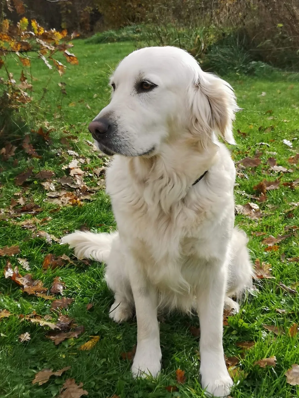 Örsjöhöjdens Kennel - Dalarna pet otel görseli 3