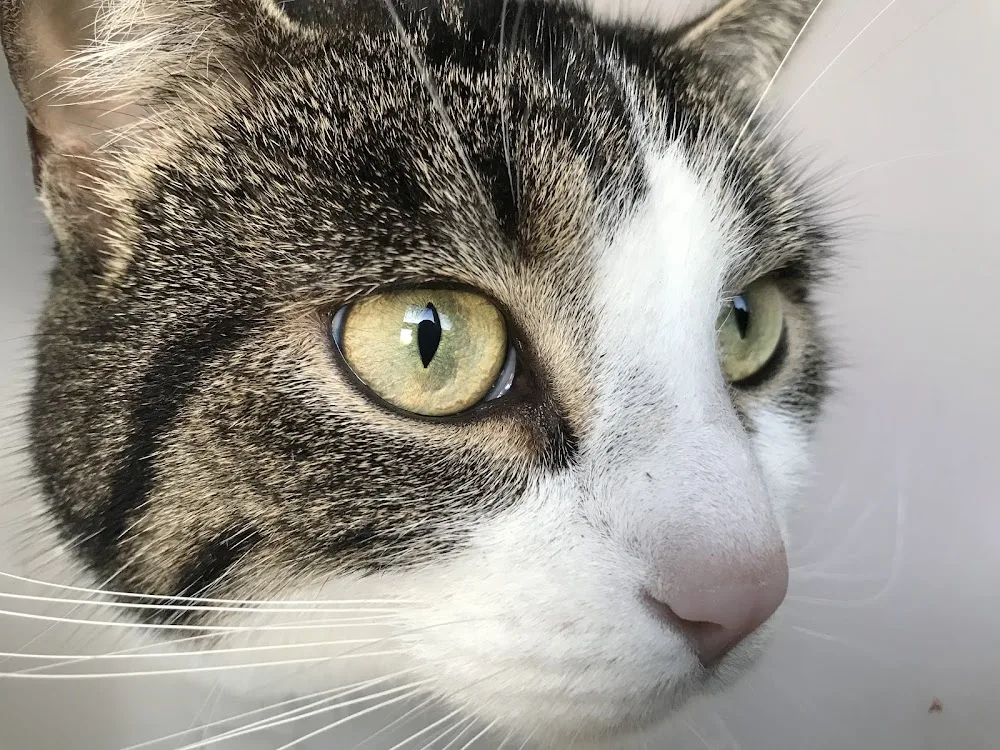 Fellnasen Betreuung Potsdam, Tiersitting, Katzenbetreuung,Kleintierbetreuung - Dallgow-Döberitz pet otel görseli 3