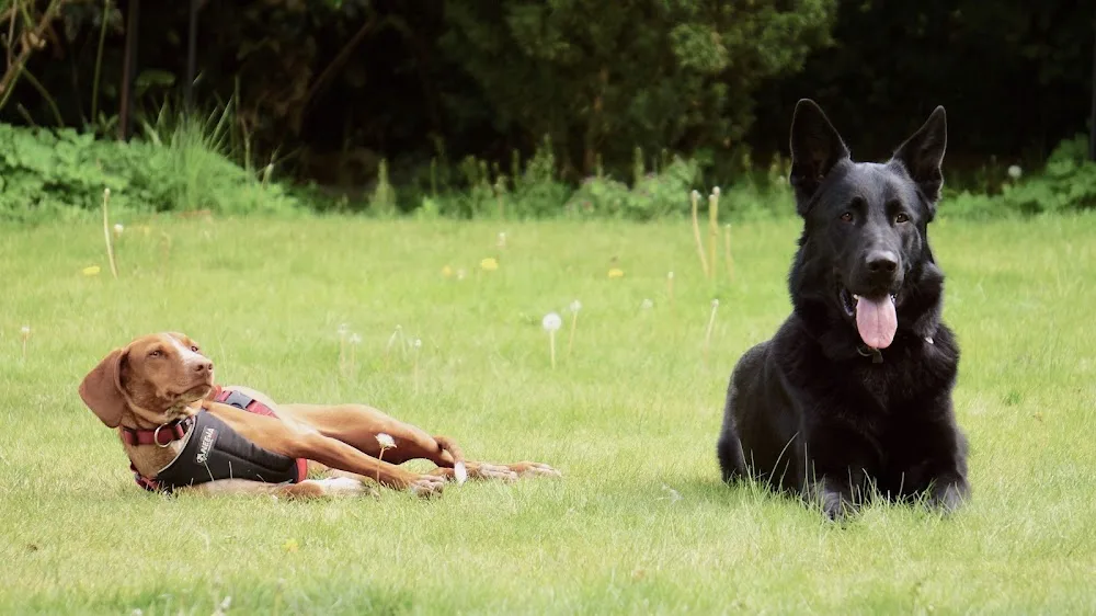 Hundepension und Hundetraining - gerlach coaching - Dallgow-Döberitz pet otel