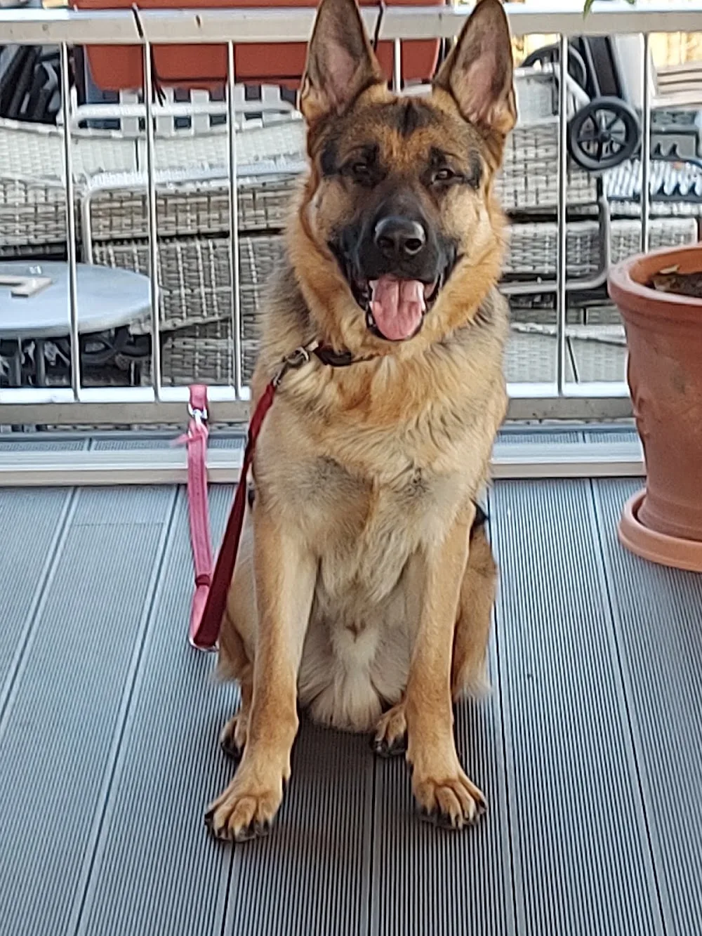 Hundepension und Hundetraining - gerlach coaching - Dallgow-Döberitz pet otel görseli 3