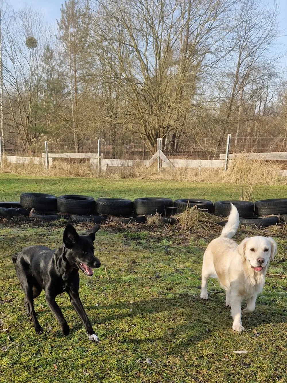 Japp Hundetraining auf der Pfotenranch - Dallgow-Döberitz pet otel