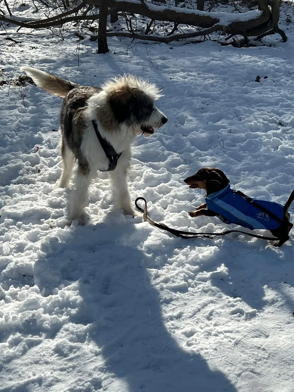 Japp Hundetraining auf der Pfotenranch - Dallgow-Döberitz pet otel görseli 3