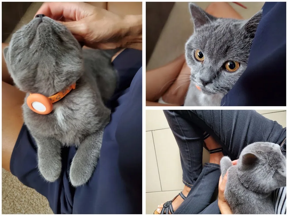Pfötchenservice Brieselang - mobile Tierbetreuung - Dallgow-Döberitz pet otel görseli 2