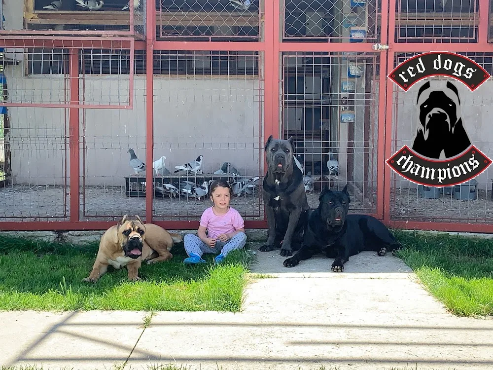 Red Dogs Champions Cane Corso Kennel - Dâmbovița pet otel