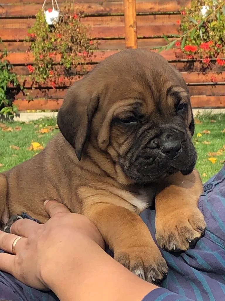 Red Dogs Champions Cane Corso Kennel - Dâmbovița pet otel görseli 3