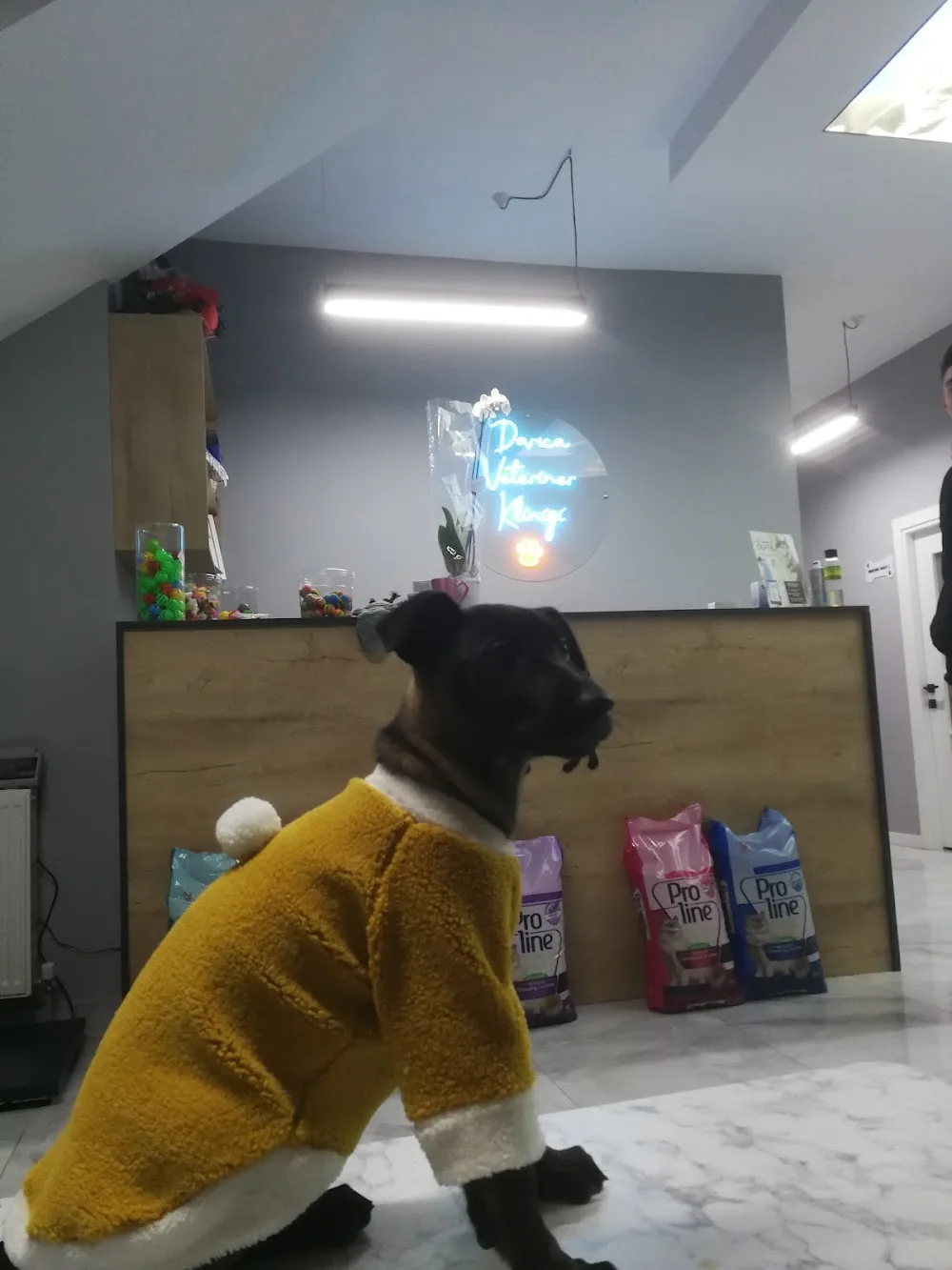 Darıca Kedi Oteli ve Pet Kuaför - Kocaeli pet otel