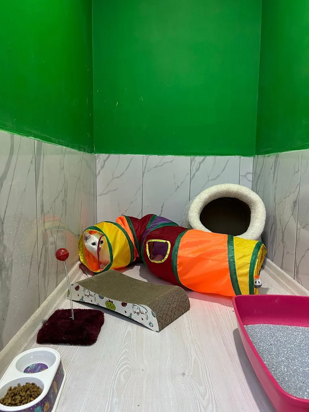 Darıca Kedi Oteli ve Pet Kuaför - Kocaeli pet otel görseli 3