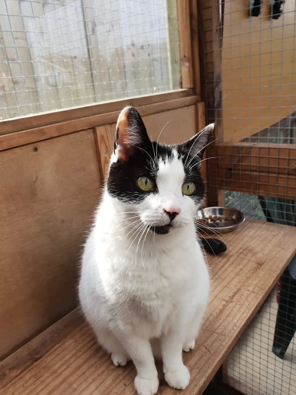 Aristocats & Allsorts Luxury Cat Hotel - Darlington pet otel görseli 3