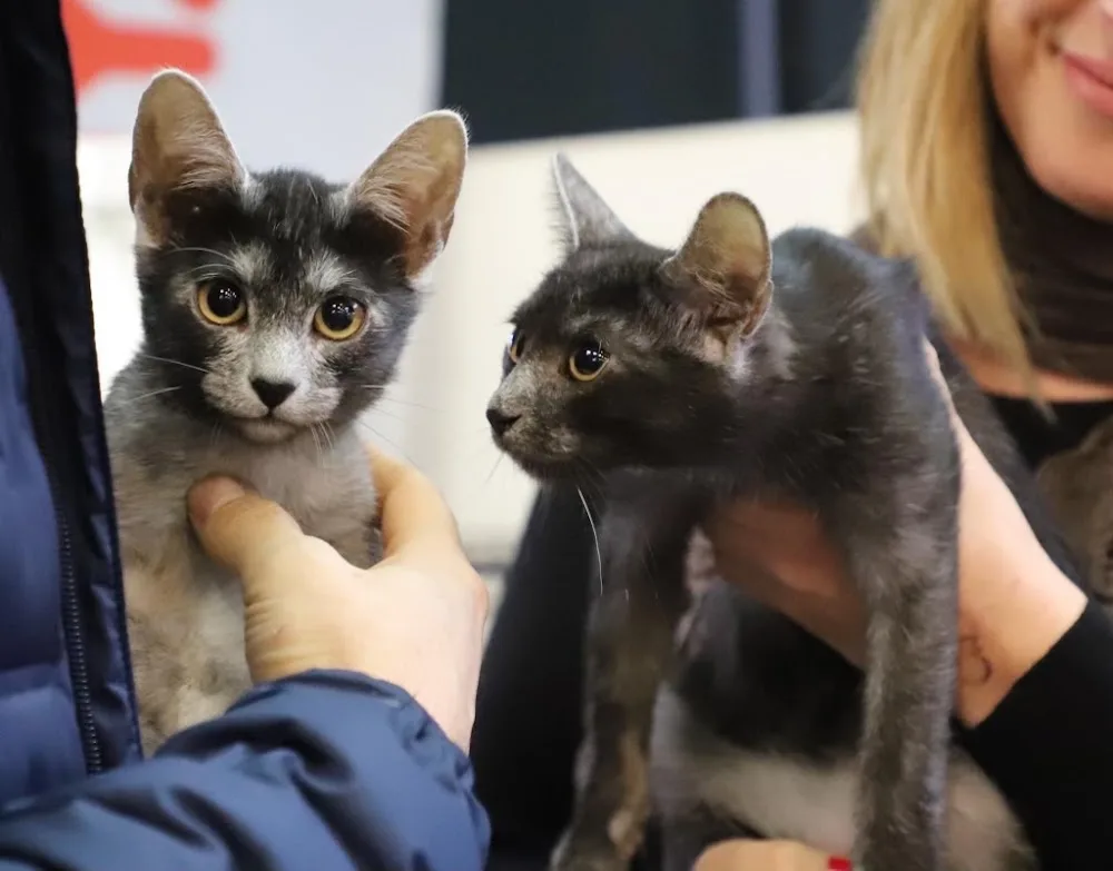 DracKat Transylvanians Cattery - Darlington pet otel görseli 3